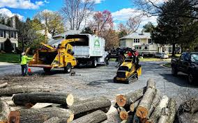 How Our Tree Care Process Works  in Slaughterville, OK